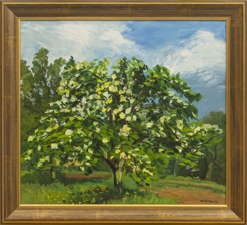 Blooming pear-tree