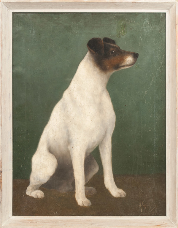 Dog - Jack Russell Terrier
