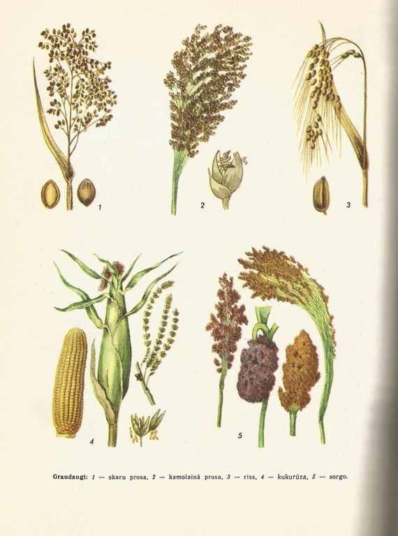 Lauksaimniecības enciklopēdija 4 sējumi