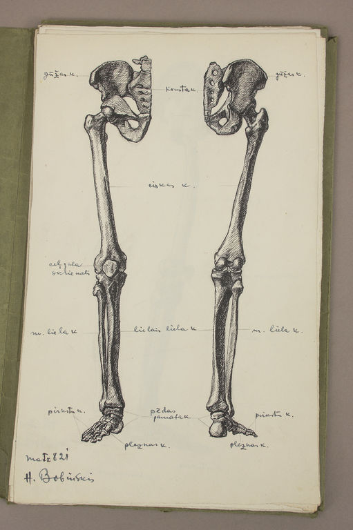 Anatomijas zīmējumi