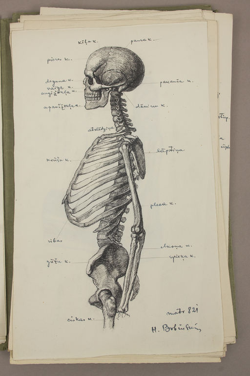 Рисунки анатомии
