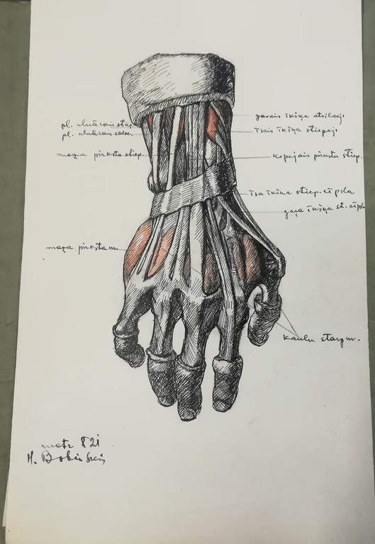 Anatomijas zīmējumi