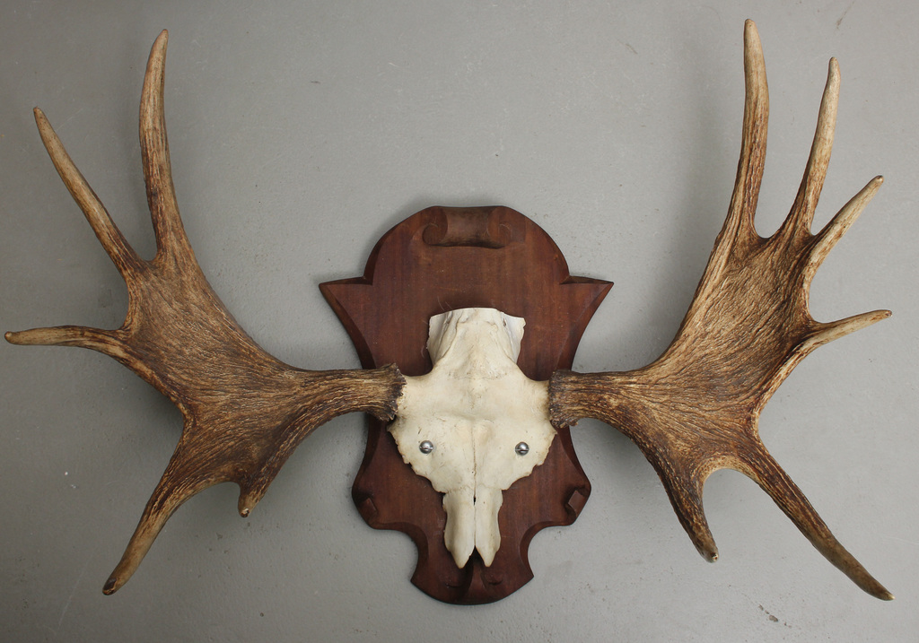 Elk's horns