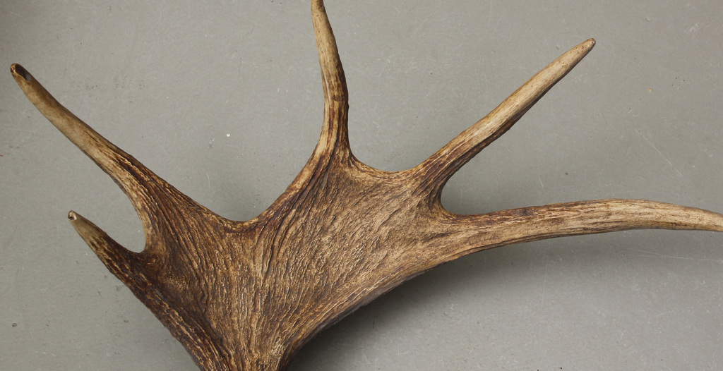 Elk's horns