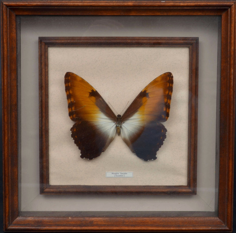 Framed butterfly 