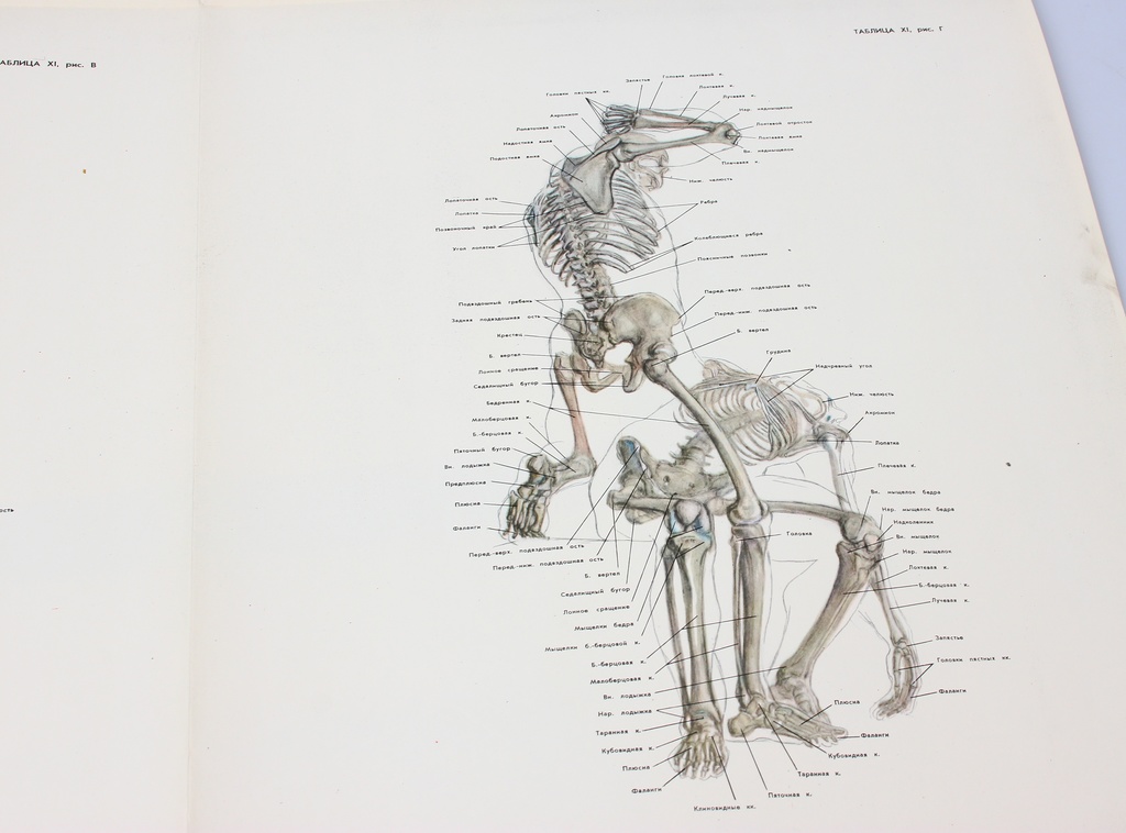 М.Ц.Рабинович, Изображение человека на основах пластической анатомии