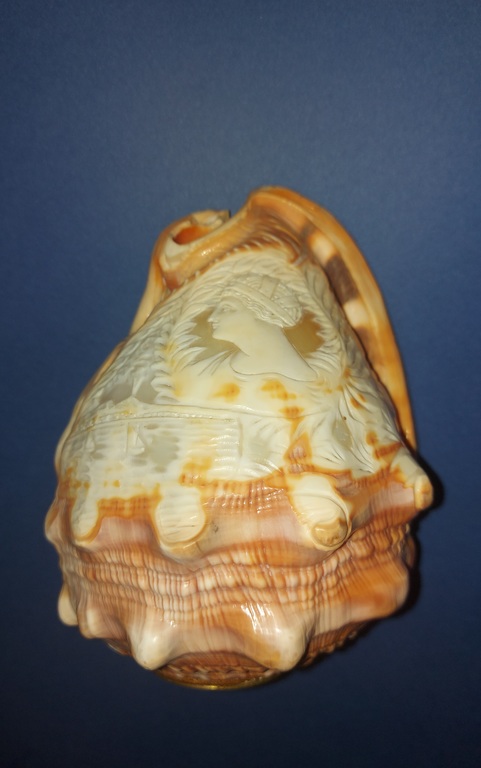 A shell with a Cameo.