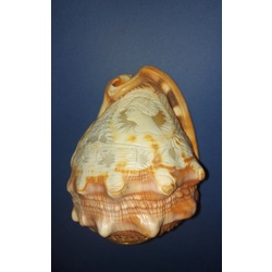 A shell with a Cameo.