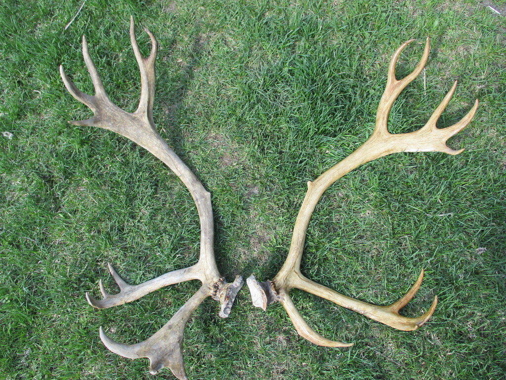 Deer antlers