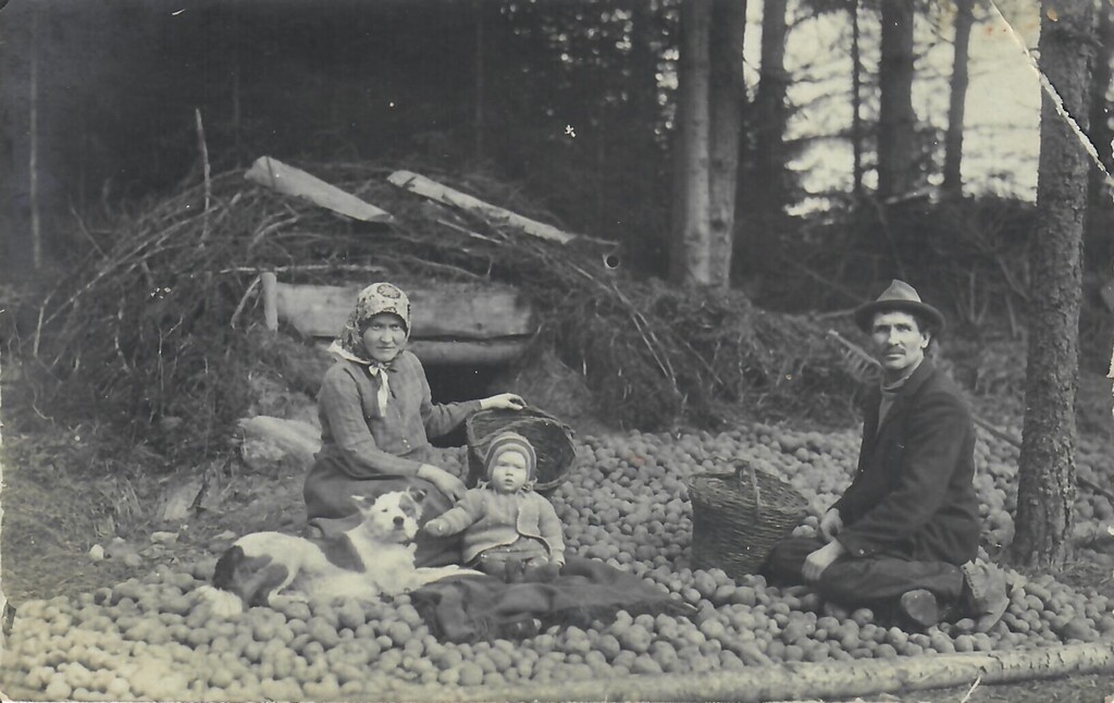 Potato harvest. 1930 in the home of Dravnieki in Ergļi parish.