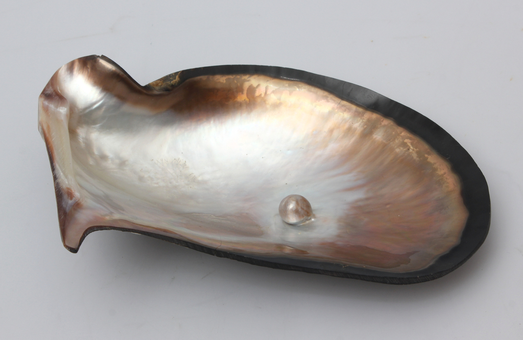 Shell with pearl
