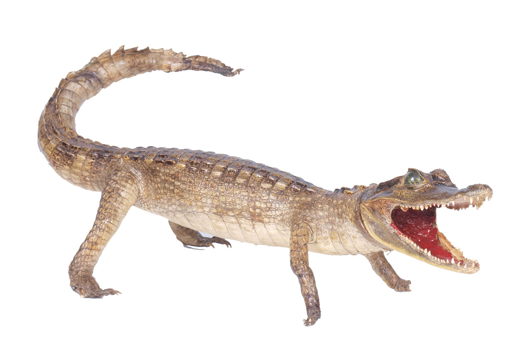 Krokodila izbāzenis