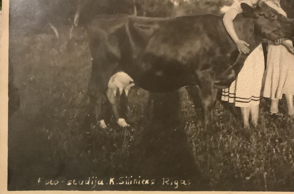 1933 Silinieka fotostudija Rīga.Latviešu meitenes ar govīm