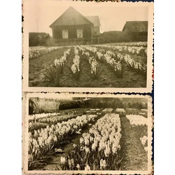 2 photos. Hyacinth plantation in Kurzeme. Pre-war.