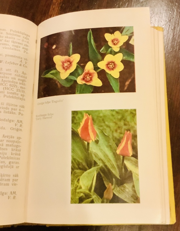 Instructions on how to become a millionaire in Latvia. “Cultivation of tulips” Latvian Agricultural Academy. 1975. Very scarce edition